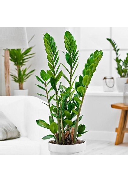 Salon Bi̇tki̇leri̇ Zamia Yeşil Büyük Boy fiyatları