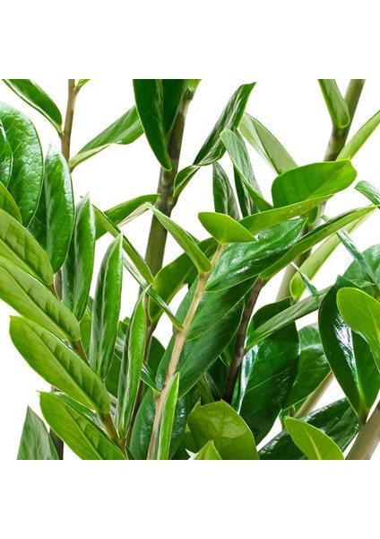 Salon Bi̇tki̇leri̇ Zamia Yeşil Büyük Boy modelleri