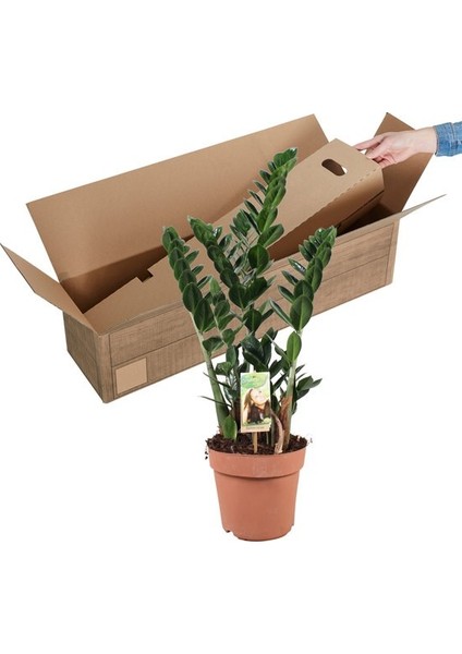 Salon Bi̇tki̇leri̇ Zamia Yeşil Büyük Boy fırsatları