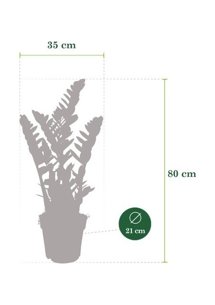 Salon Bi̇tki̇leri̇ Zamia Yeşil Büyük Boy indirimleri