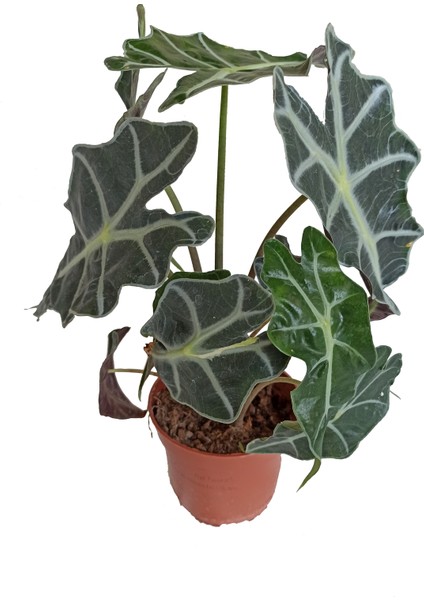 Fil Kulağı Bitkisi - Alocasia Polly 20-30 cm
