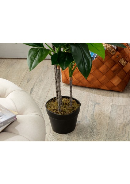 Geranium Saksılı Çiçek - Yeşil