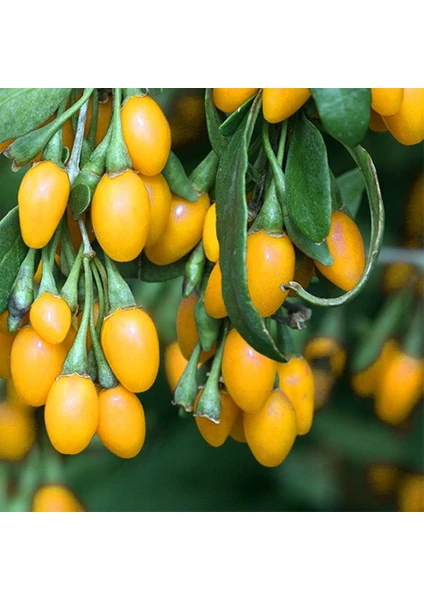 Tüplü Nadir Çeşit Sarı Goji Berry Kurt Üzümü (bambulu)