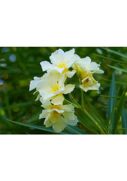 Nerium Oleander Yellow Zakkum Fidanı Sarı 60-80 cm Saksıda