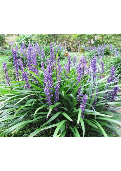 Liriope Muscari Çim Zambağı Saksıda