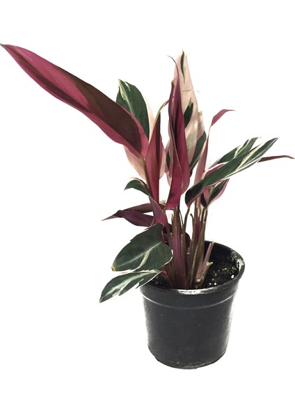 Calathea Triostar (Dua Çiçeği)