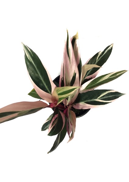Calathea Triostar (Dua Çiçeği)
