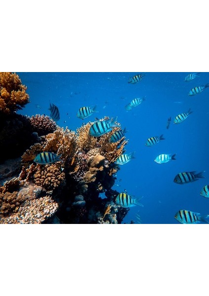 KP554014 Akvaryum Arka Fon Yapıştırma
