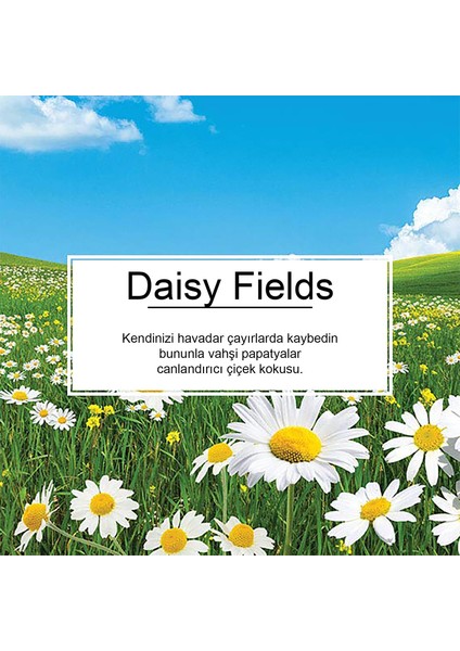 Little Trees Daisy Chain Papatya Aromalı Oto Kokusu 6 Adet