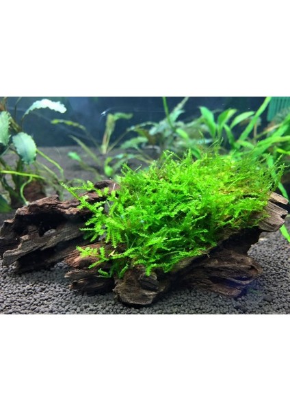 Moss Mango Köküne Sarılı Java Moss