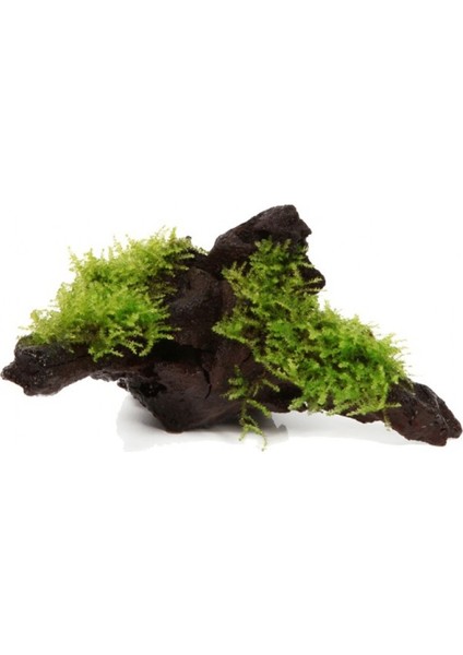 Moss Mango Köküne Sarılı Java Moss