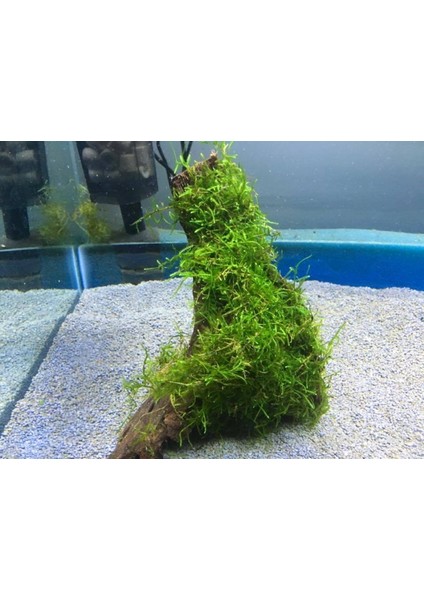 Moss Mango Köküne Sarılı Java Moss