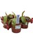 Bitkim Saksıda Dikili Canlı Yetişkin Nepenthes Bloody Mary 1