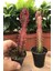 Mutlupaket Saksıda Euphorbia Trigona Rubra Red Süt Kaktüs 2