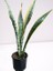 Peygamber Paşa Kılıcı Sansevieria Trifasciata Ev Ofis Bitkisi 1