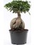 Salon Bi̇tki̇leri̇ Ficus Microcarpa Ginseng Bonsai 1