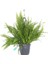 Salon Bi̇tki̇leri̇ Aşk Merdiveni Çiçeği Nephrolepis 1