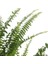 Salon Bi̇tki̇leri̇ Aşk Merdiveni Çiçeği Nephrolepis 3