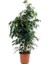 Salon Bi̇tki̇leri̇ Benjamin Ficus Çiçeği Bitkisi 100 cm 1