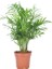 Salon Bi̇tki̇leri̇ Dağ Palmiyesi Bitkisi Chamaedorea Elegans 1