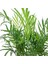 Salon Bi̇tki̇leri̇ Dağ Palmiyesi Bitkisi Chamaedorea Elegans 2