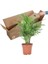Salon Bi̇tki̇leri̇ Dağ Palmiyesi Bitkisi Chamaedorea Elegans 3