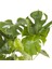 Salon Bi̇tki̇leri̇ Deve Tabanı Monstera Deliciosa 80 cm 2