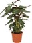 Salon Bi̇tki̇leri̇ Kalatya Calathea Compact Star Çiçeği 1