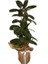 Salon Bi̇tki̇leri̇ Kauçuk Çiçeği 2'li Ficus Elastica 100 cm 1