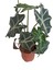 Fil Kulağı Bitkisi - Alocasia Polly 20-30 cm 1