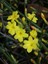 Jasminum Nudiflorum Sarı Yasemin Fidanı 60-80 cm Saksıda 1