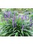 Liriope Muscari Çim Zambağı Saksıda 1
