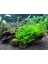 Moss Mango Köküne Sarılı Java Moss 1