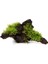 Moss Mango Köküne Sarılı Java Moss 2