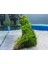 Moss Mango Köküne Sarılı Java Moss 3