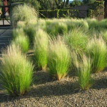 TNC Garden Groups Stipa - At Kuyruğu Çimi 30'lu Set - Otsu Yer Örtücü Bitki