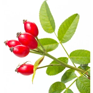 Dikensiz Yediveren Kuşburnu Fidanı