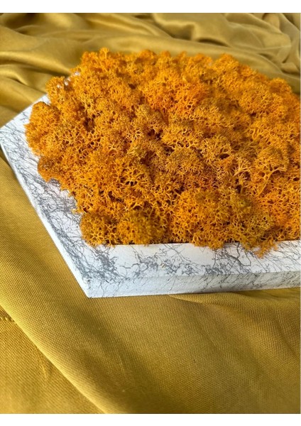 Reindeer Moss Mumyalanmış Yosun Altıgen/Turuncu modelleri