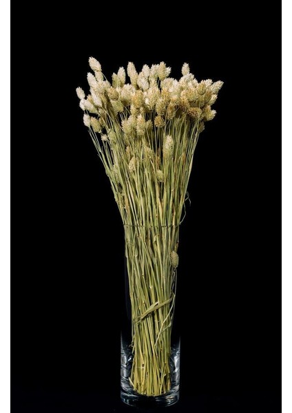Netten Evime Kuru Çiçek Doğal Kuş Otu Ham Renk 40-50GRAM 1. Kalite Şoklanmış Bozulmaz fırsatları