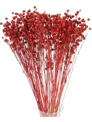 Netten Evime Kuru Çiçek Doğal Luna Otu Kırmızı Renk 40-50GRAM 1. Kalite Linum Keten Otu Şoklanmış Bozulmaz