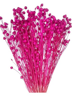 Netten Evime Kuru Çiçek Doğal Luna Otu Koyu Pembe Renk 40-50GRAM 1. Kalite Linum Keten Otu Şoklanmış Bozulmaz