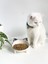Seramik Sweet Cat Kedi Mama- Su Kabı (Siyah Desen) 3