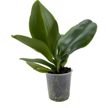 Nema Bahçe Orkide Fidesi