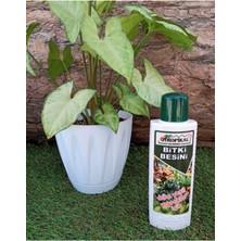 Bio Tree Bitki Besini 3'lü Set Genel Bitki Besini Çiçek Açtıran Yeşil Yapraklı Bitki Vitamini Gübre