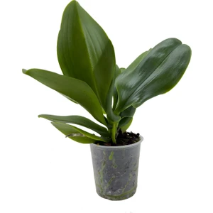 Nema Bahçe Orkide Fidesi