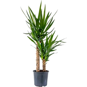 Fidan Burada YUKA BİTKİSİ (Yucca Massengena) 2 Gövdeli 100-120 cm