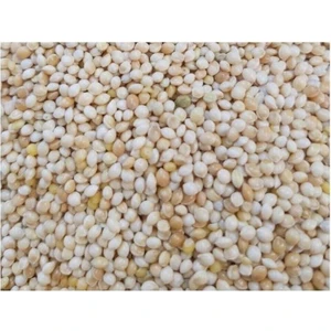 Gold Wings Ak Darı Kafes Kuşları Ortak Yemi 1 kg