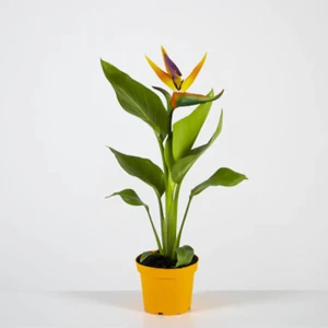 Cennet Kuşu 60 - 90 Cm