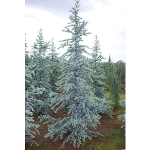 Mavi Atlas Sediri Fidanı 60 - 80 Cm