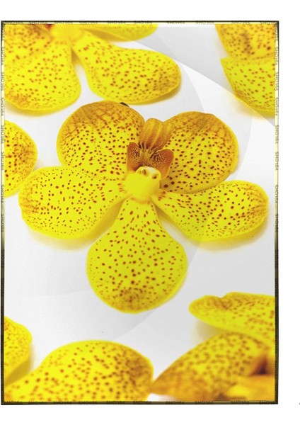 Sarı Orkide Çiçek Dekoratif Poster P-000361